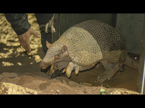 El Tatú Carreta: Un emblema argentino
