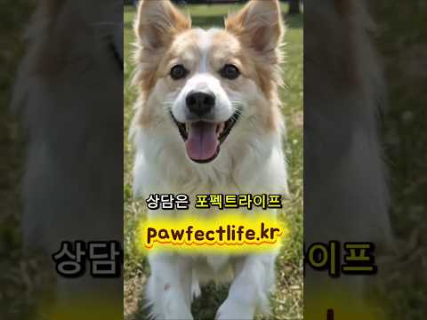강아지가 밥을 안먹어요 · AI상담