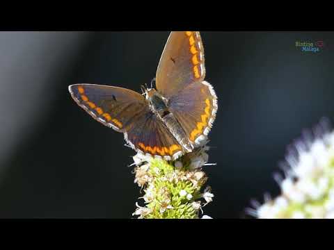 Mariposas de la provincia de Mlaga