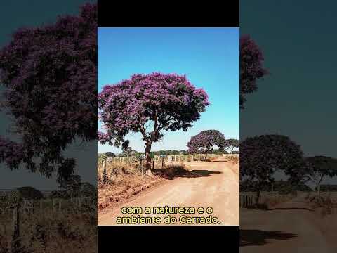 Sucupira - TO