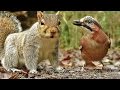 Bird Sounds and Video for Cats to Watch : Forest Birds and Squirrels
