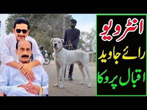 Top 10 Pakistani Dog Lover Rae Jawad Paroka And Best of Pakistan Bully Dog By Nafa TV HD