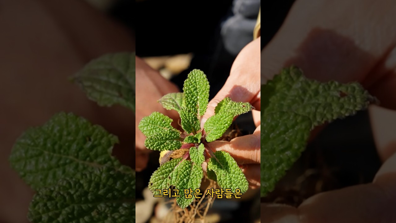 여러 건강 문제를 돕는 소박한 식물