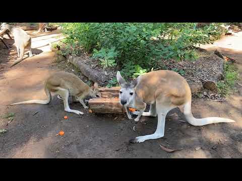 Territory Wildlife Park