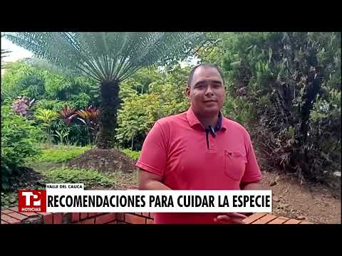 Alerta en el Valle por presencia de oso de anteojos en zonas rurales