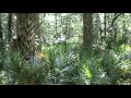 Sights And Sounds Of A Riverine Swamp Forest ...