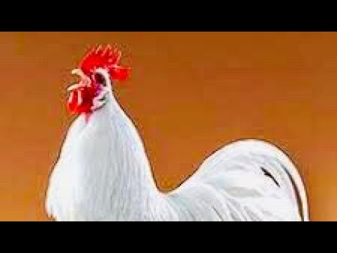 Article: Roosters Happiness & Health. Chabad Inspiration by Rabbi Velvl Butman Chabad Westchester