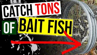 How to Catch TONS of Bait Fish! [Cheap and Easy]