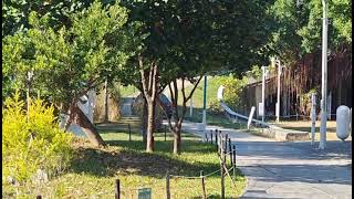 [閒聊] 中央公園終於可以開車子逛了？