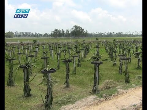 দিনাজপুরের বাণিজ্যিক ভিত্তিতে ড্রাগন ফলের চাষাবাদ