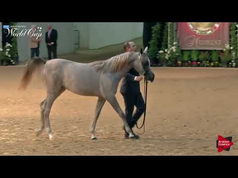 N.166 RD HALYRA - LAS VEGAS 2019 - Arabian World Cup Junior Fillies (Class 111B).mp4