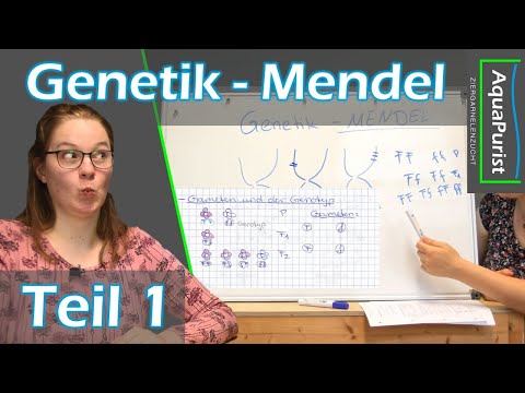 Garnelen Genetik Teil 1 - Mendel, die Mendelsche Vererbungslehre & die Mendelschen Regeln