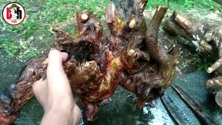 Download lagu TUTORIAL CARA MENANAM BAKALAN BONSAI KAKAS / KRAKAS / TUNGKULAN mp3 Download lagu TUTORIAL CARA MENANAM BAKALAN BONSAI KAKAS / KRAKAS / TUNGKULAN mp3