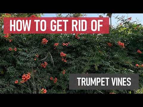 How to Get Rid of Trumpet Vines [Weed Management]
