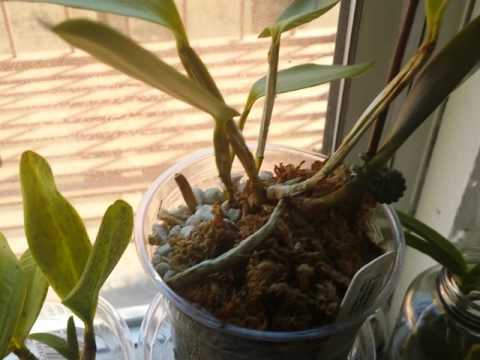 Orchid - Root+Leaf Growth of Cattleya, Vanda, Seedlings