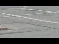 Seagull Vibing At Walmart
