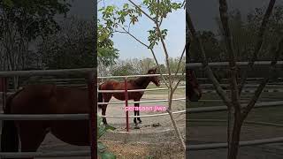 Download lagu WISATA KUDA STABLE JOKO TINGKIR (KAMIS ROMANTIS) #santritemboro #alfatahtemboro #jokotingkir mp3