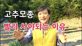 #5 고추재배 / 고추모종을 빨리 사야하는 이유 / 정식 전에 단단히 굳히면 좋아요