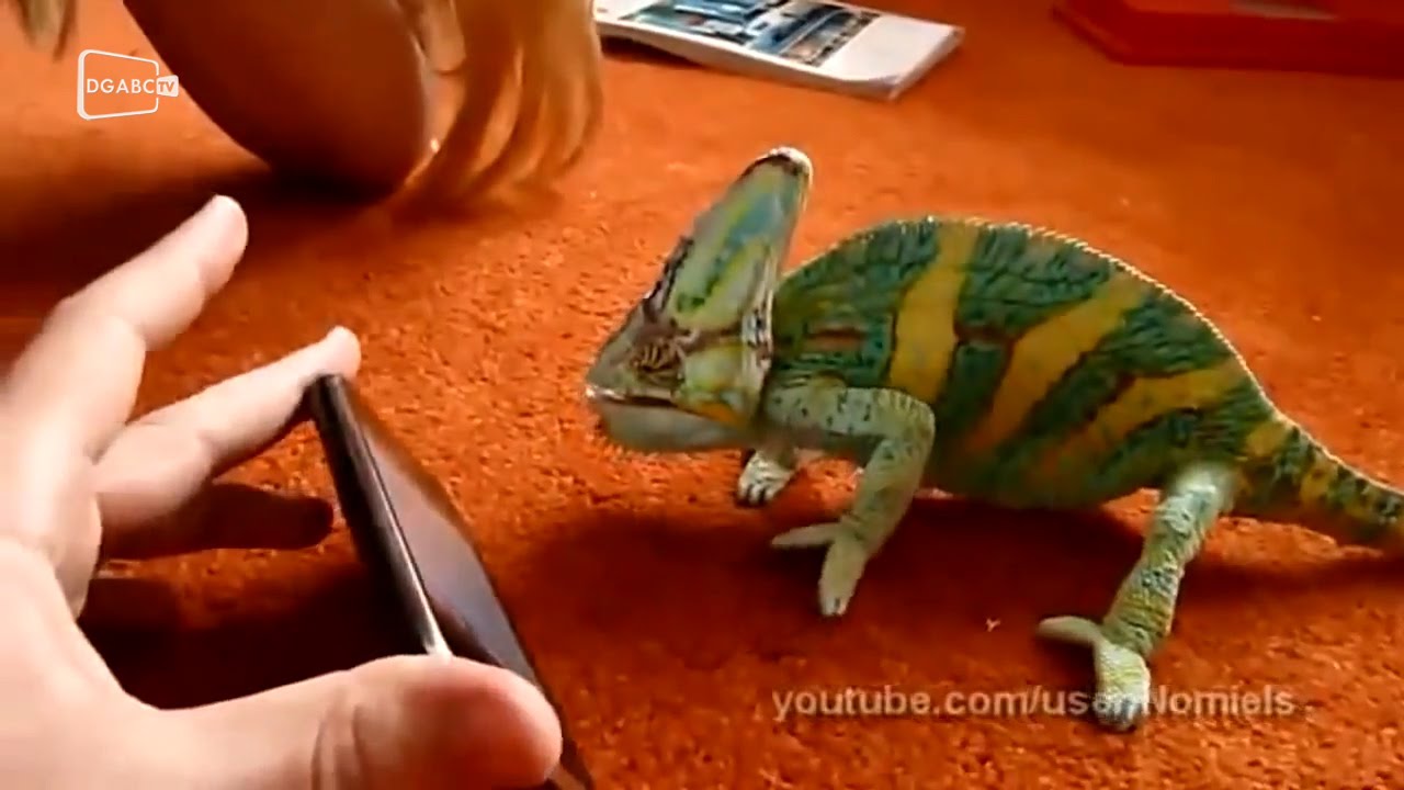 Camaleão enfrentando um celular? Animais nos fazem rir; veja vídeo