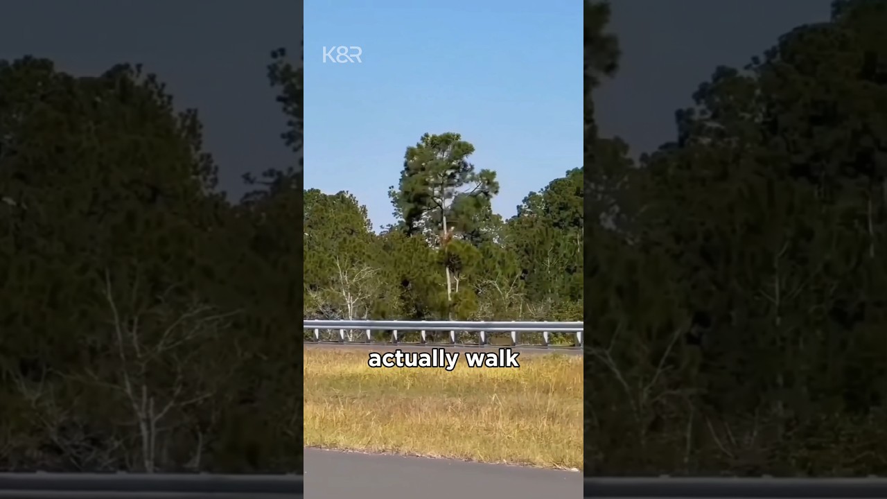 This Tree Can Actually Walk 😳