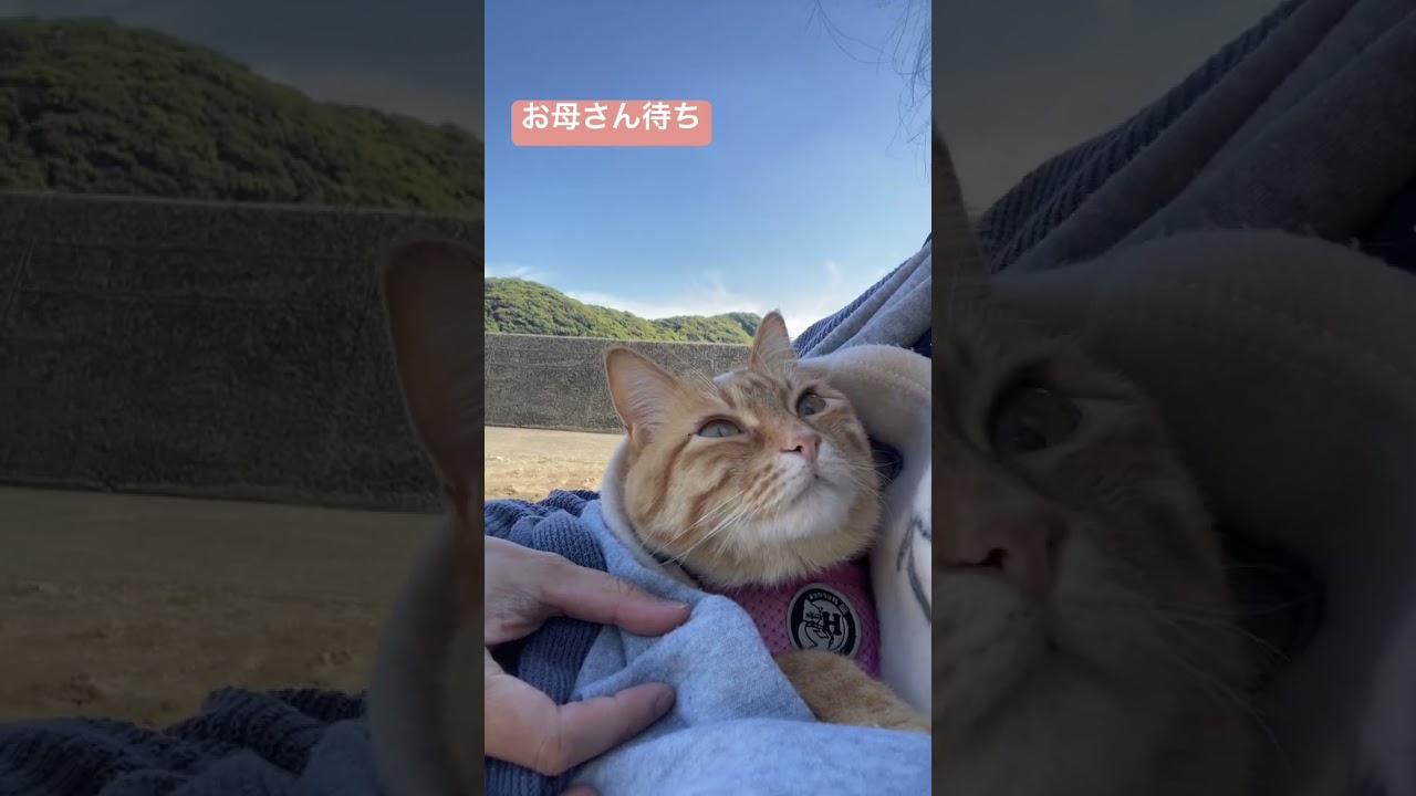 #shorts #猫shorts #catshorts #fyp #おすすめ #猫 #子猫 #cat #catlover #癒し #かわいい #猫のいる暮らし #猫好きさんと繋がりたい #癒しの猫時間