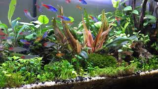 aquascape anubias sama bucephalandra setelah rescaping