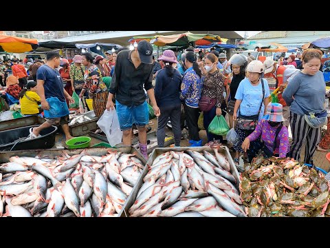 Amazing Largest Site Distribution Lively Fish & Fresh Seafood @Chhbar Ampov - Fish Market Scenes