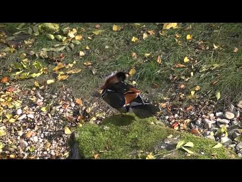 Mandarinente in Bad Abbach Pflegt ihr Federkleid am 08.10.2010 Full HD