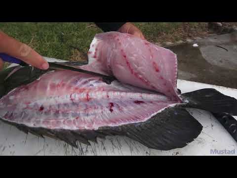 How to Fillet a Triple Tail Fish | Mustad Fishing