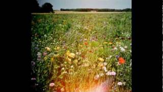 The Dangerous Summer - &quot;Reach for the Sun&quot;