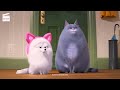 The Secret Life Of Pets 2 6 10 How To Be A Cat Cartoon For Kids