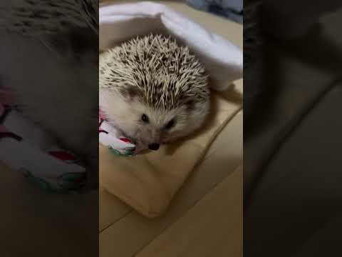 秋に庭でハリネズミを引き付ける方法