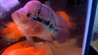 meu jumbo com a nova moradora a sayuri, a keiko, engorda e meu novo amazonico