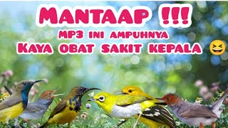 Download lagu Suara Pikat Burung Kecil Durasi Paling Pendek Diyoutube 😀 mp3 Download lagu Suara Pikat Burung Kecil Durasi Paling Pendek Diyoutube 😀 mp3
