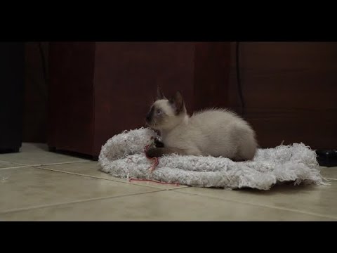 Cat amused the duking scout funny video @Nishudhariwal.