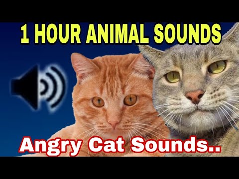 1 Hour Angry Cat Sounds !!! 