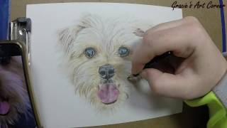 Lily Pet Portrait Speed Drawing