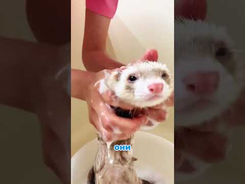 Несколько уникальных фактов о хорьках 🐨🥰 part2 #shorts