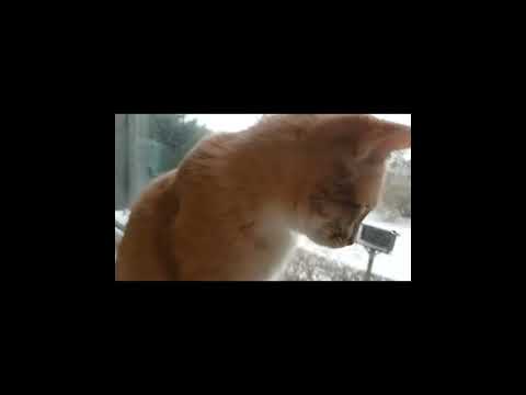 Waldemar Birdie Num Num