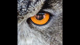 Imperij – Breze v plamenih