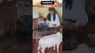 Download lagu Sapi Paling Imut yang Pernah Kamu Lihat: Tonton Sapi-sapi Kecil Ini! | #viral #sapi #hindi #viral... mp3 Download lagu Sapi Paling Imut yang Pernah Kamu Lihat: Tonton Sapi-sapi Kecil Ini! | #viral #sapi #hindi #viral... mp3