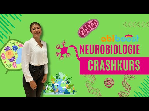 Neurobiologie Crashkurs Bio Abi 2024 NRW