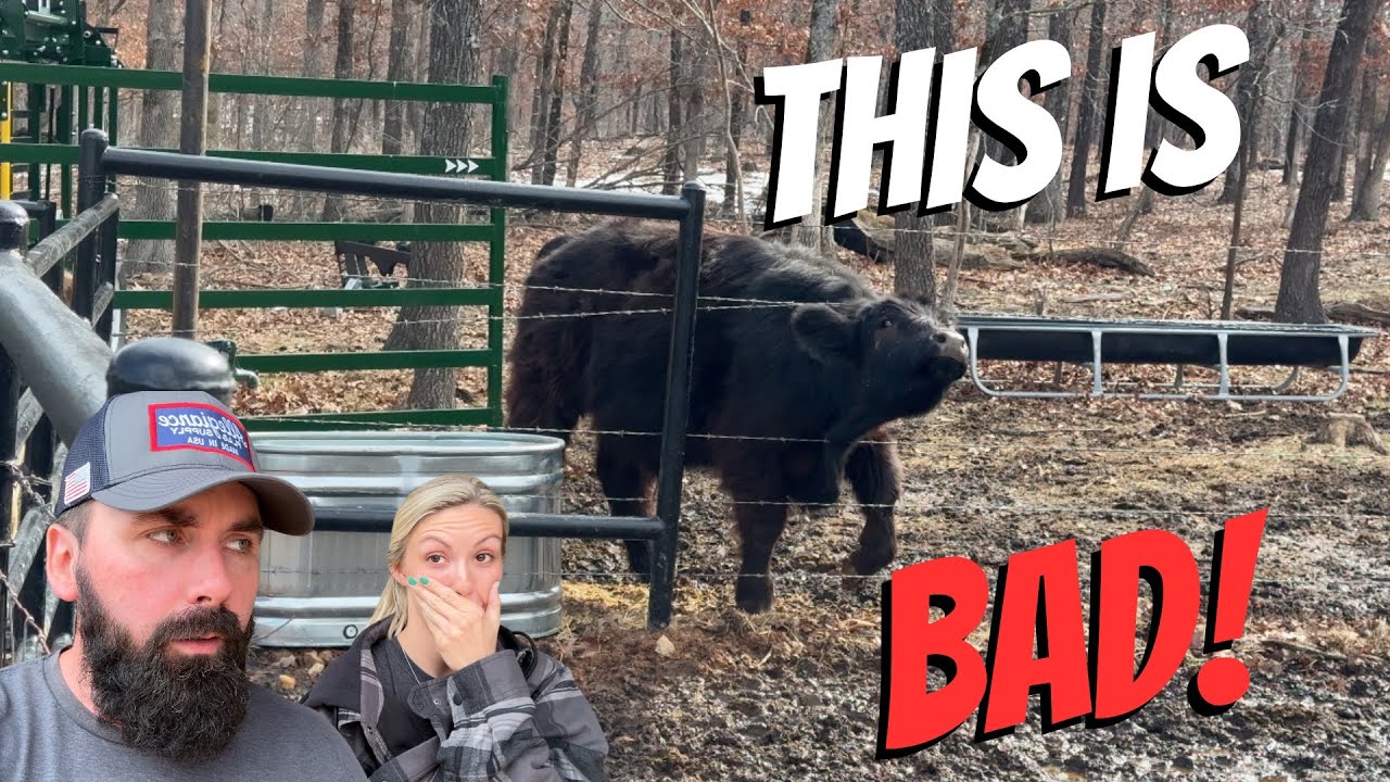 DESTROYED NEW FENCE!!! 😡 (He’s GONE!)