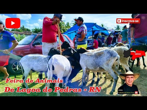 FEIRA DE CAPRINOS E OVINOS DE LAGOA DE PEDRAS - RN. ✅01/12/2025✅