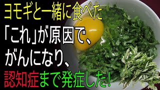 ヨモギと一緒に絶対に食べないでください！がんや認知症の原因になります！―ヨモギと最悪の組み合わせ3選と、慢性炎症と毒素を取り除く最強レシピ総まとめ【春の山菜・デトックス効能・健康情報】