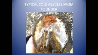 [Webinar] Treating Abscesses (Advice for Farriers)