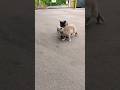 Black Gray Cat Friends Again After Biting Shorts