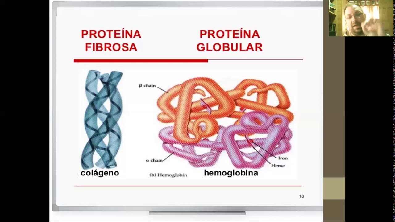 Química Biológica - Proteínas - Clasificación