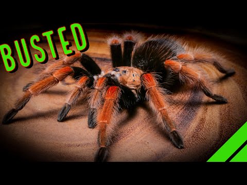 Fact or Fiction? Exploring the Most Controversial Tarantula Myths Exposed!