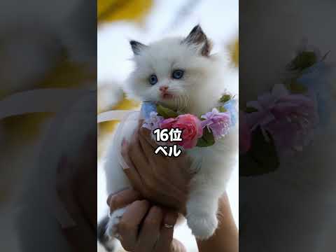 ペルシャ猫の名前